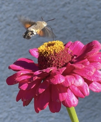 Eurasian Hummingbird Hawkmoth