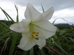 Lilium longiflorum