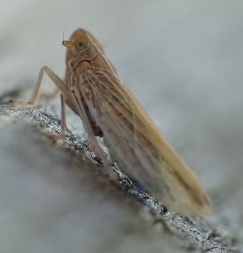 Stenocranus