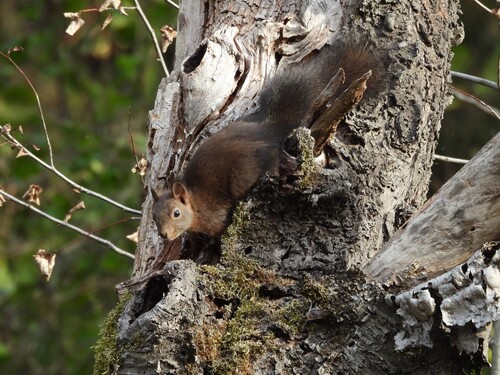 Eurasian Red Squirrel