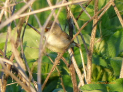 Aves