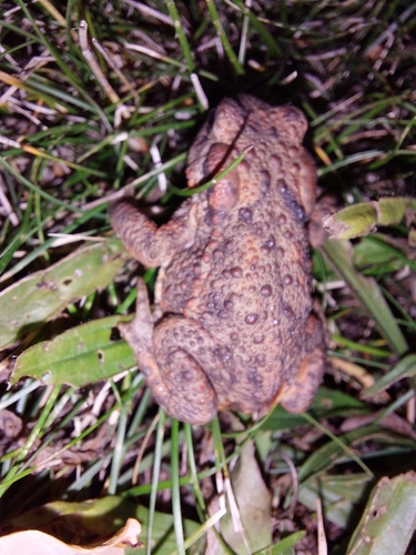 European Toad