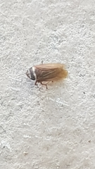 Aphrodinae