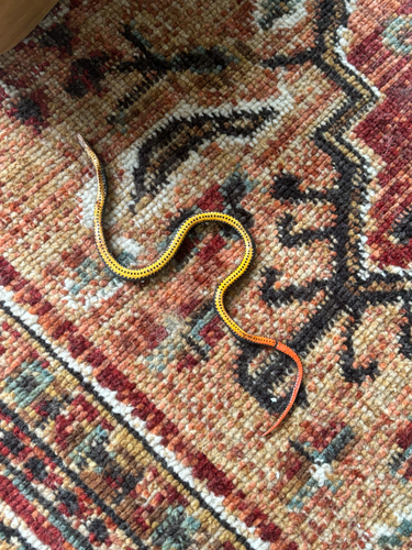Ring-necked Snake