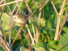 Aves