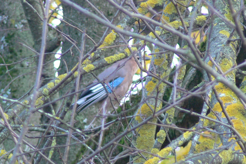 Eurasian Jay