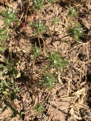 Navarretia intertexta