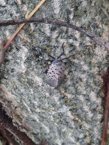 Spotted Lanternfly