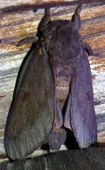 Citheronia sepulcralis