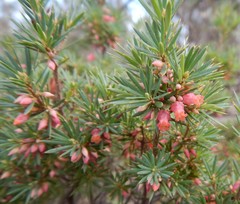 Brachyloma ericoides