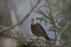 Turdus niveiceps