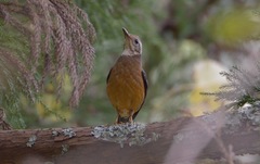 Turdus niveiceps