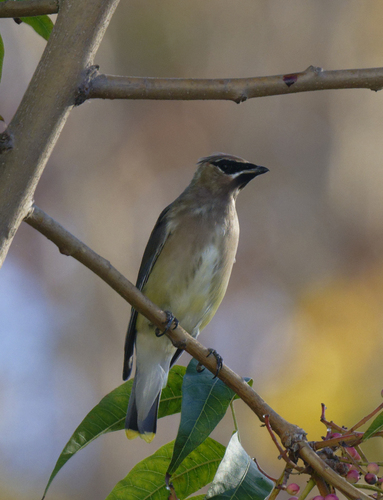 Cedar Waxwing