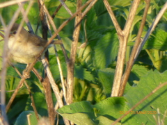 Aves