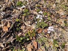 Cardamine trifida