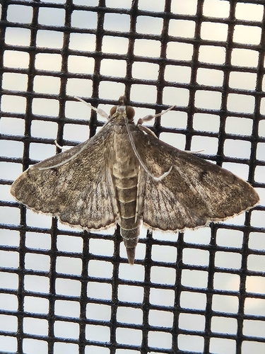 Dusky Herpetogramma Moth