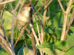 Aves