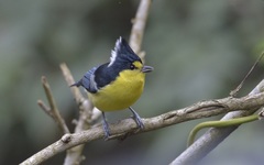 Machlolophus holsti