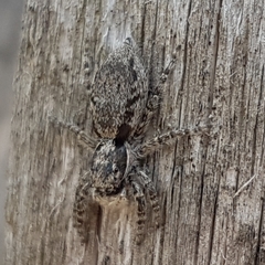 Menemerus taeniatus