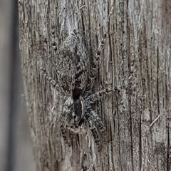 Menemerus taeniatus