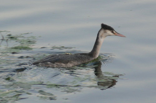 Great Crested Grebe