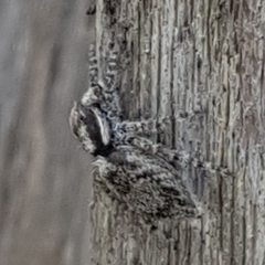 Menemerus taeniatus