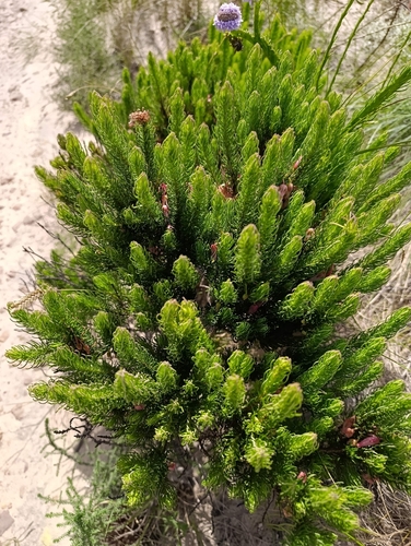 Erica plukenetii, 2026-10-16
