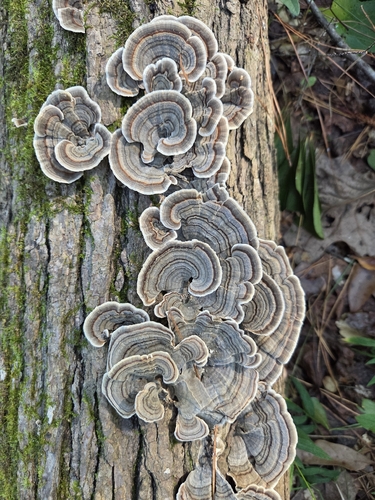 turkey-tail