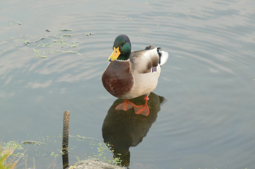 Mallard