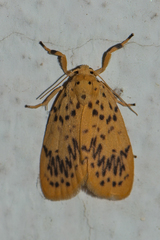 Miltochrista punctata