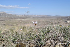 Tulipa biflora
