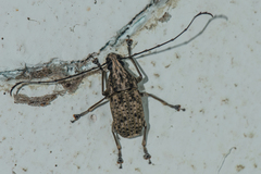 Phloeobius
