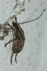 Phloeobius