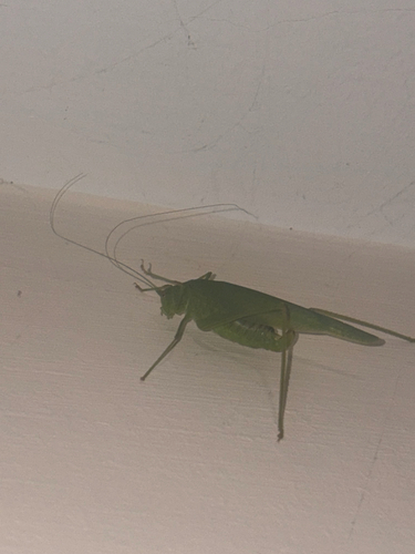 Mediterranean Katydid