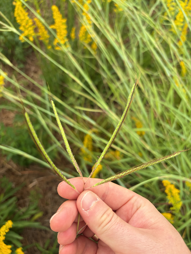 Dichanthium aristatum observed 2026-10-16