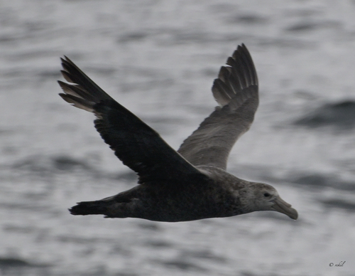iNaturalist image