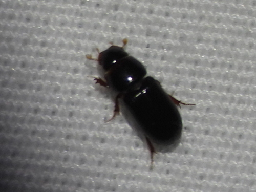 Martineziana dutertrei photo 4