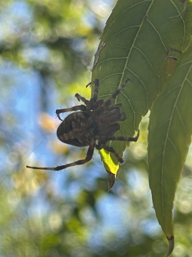 Spotted Orbweaver