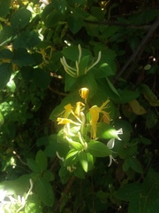 Lonicera
