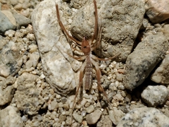 Eremobatidae