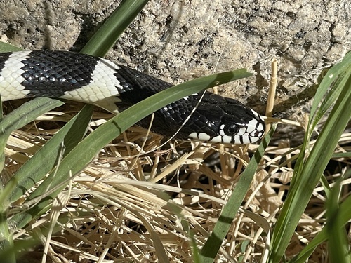 California King Snake observed by angr_peintr