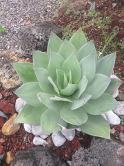 Agave mitis