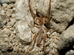 Eremobatidae