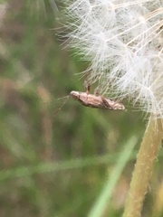 Stictopleurus punctiventris