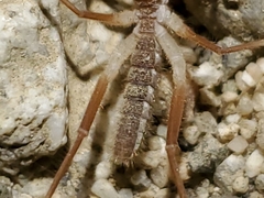 Eremobatidae