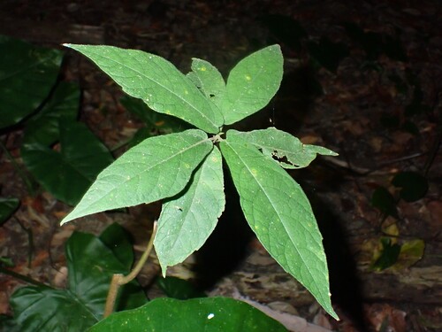 Ficus erecta observed 2026-10-16