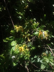 Lonicera
