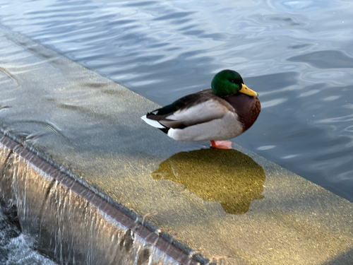 Mallard