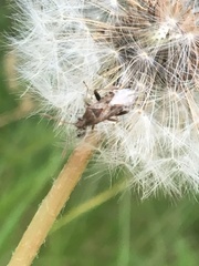 Stictopleurus punctiventris