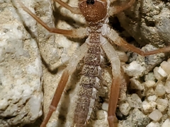 Eremobatidae